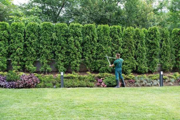 Best Hedge Trimming  in Coachella, CA