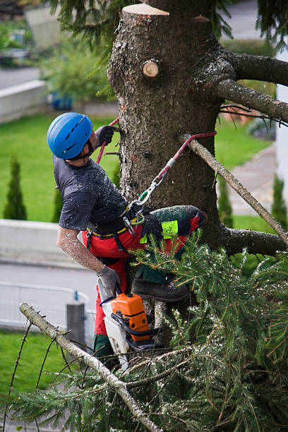 How Our Tree Care Process Works  in  Coachella, CA