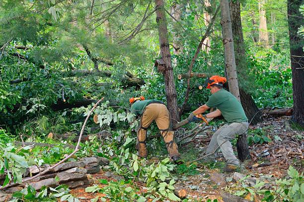 Best Stump Grinding and Removal  in Coachella, CA