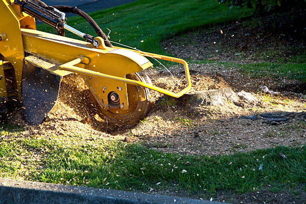 Professional Tree Services in Coachella, CA